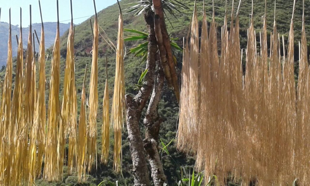 Cultivo Palma Iraca